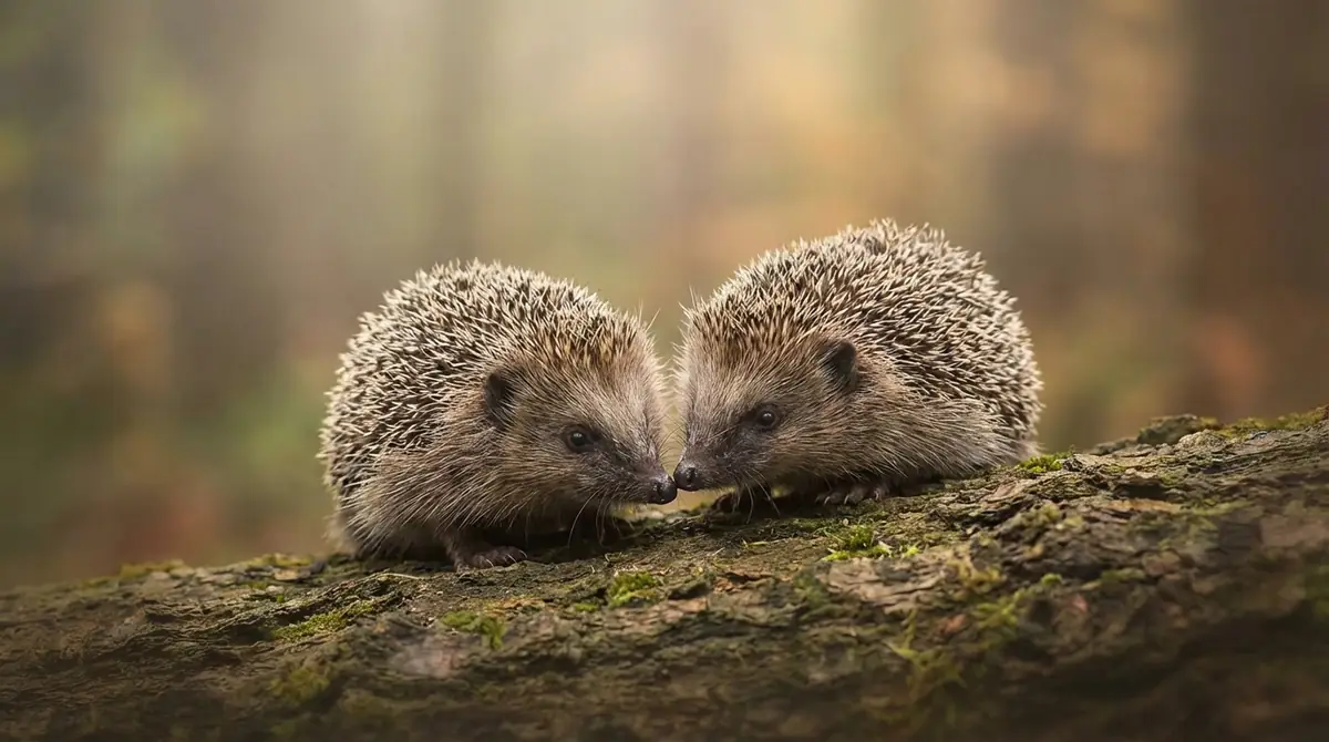 金子 まゆのアバター