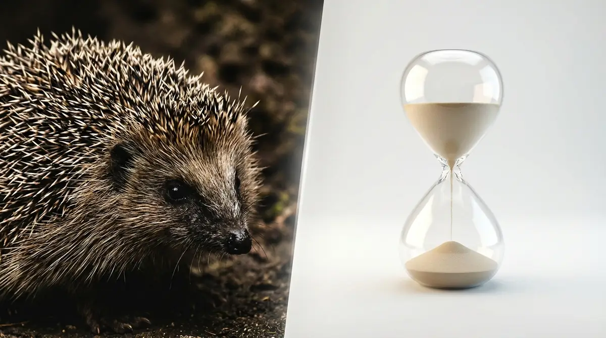 針鼠の概念とコントラストの意味|30秒でわかる結論