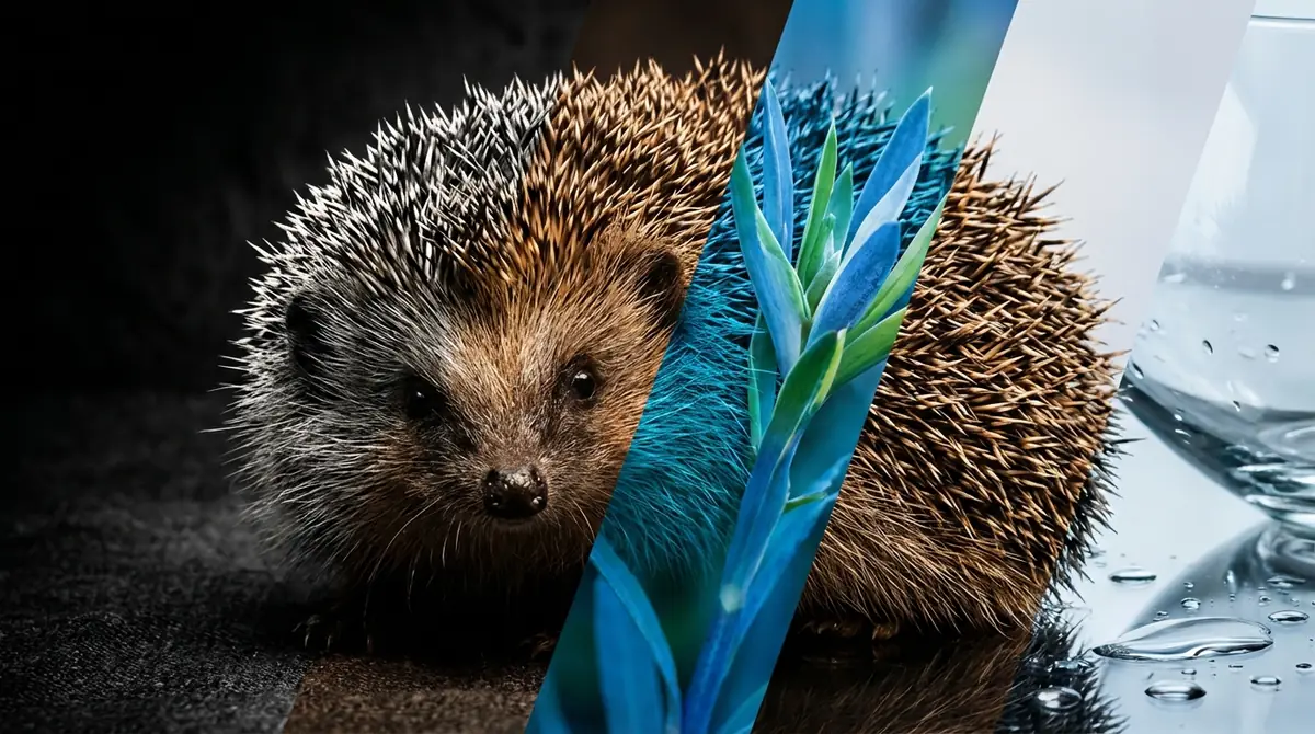 針鼠とコントラストを活用する際の3つの注意点