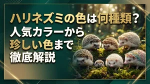 ハリネズミの色は何種類？人気カラーから珍しい色まで徹底解説