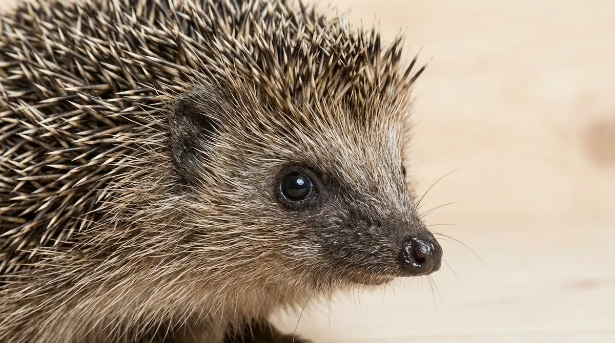 ハリネズミの色の見分け方【針・目・鼻の3点チェック】