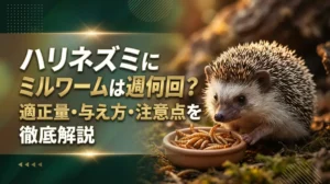 ハリネズミにミルワームは週何回？適正量・与え方・注意点を徹底解説